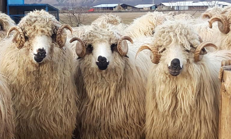 خرفان رومايا