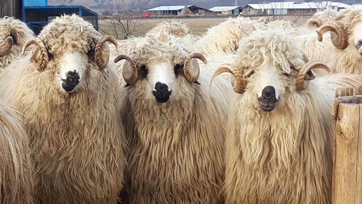 خرفان رومايا