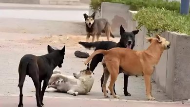 انتشار الكلاب