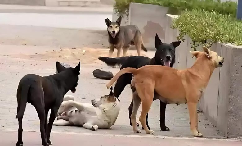 انتشار الكلاب