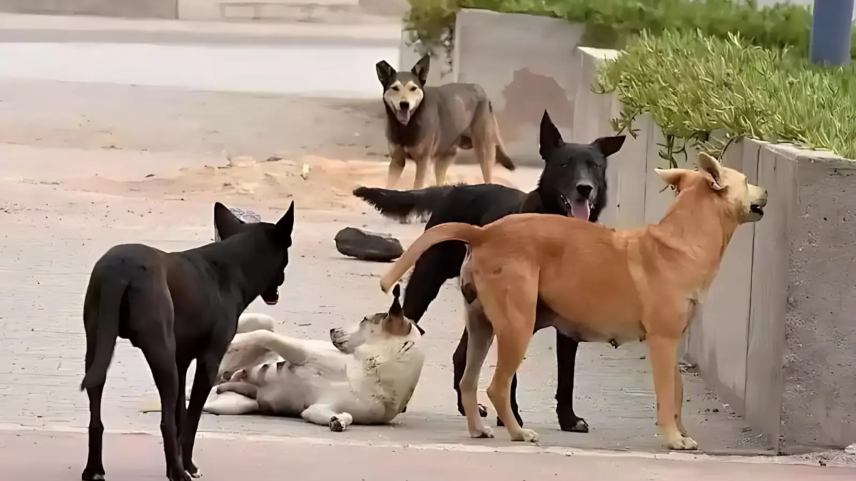 انتشار الكلاب