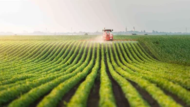 الفلاحة الأوروبية