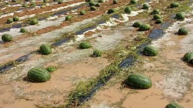 عاصفة زاكورة