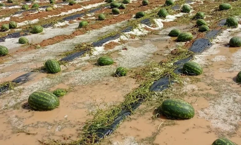 عاصفة زاكورة